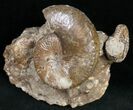 Hoploscaphites Ammonite Cluster - South Dakota #12096-1